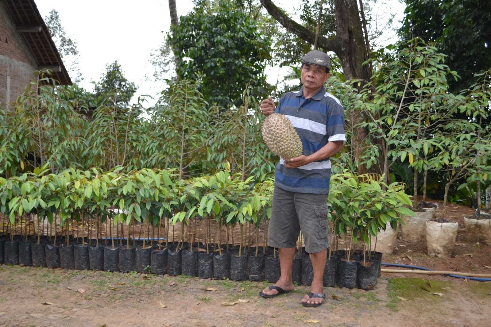 Saiman Nur Soim alias Kromo menunjukan durian Kromo yang menjadi durian unggulan Kabupaten Banyumas. (Istimewa)