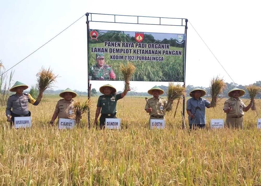 PANEN RAYA: Dandim 0702, Kepala Dinas Pertanian, Camat Kalimanah, Kades Blater melakukan panen raya padi organik di Desa Blater. (SB/Noegroho)