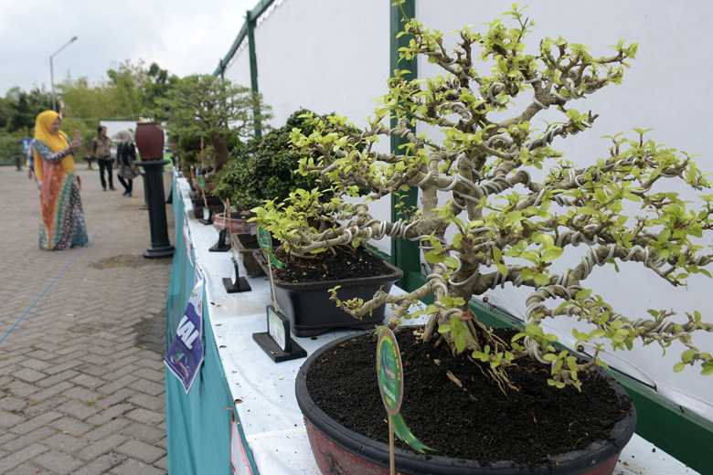 KONTES BONSAI: Pengunjung melihat keindahan deretan bonsai pada kontes bonsai regional anthurium dan aglaonema yang diselenggarakan Batalyon 405/Surya Kusuma di parkir belakang Rita Supermall, Purwokerto, Senin (7/10).