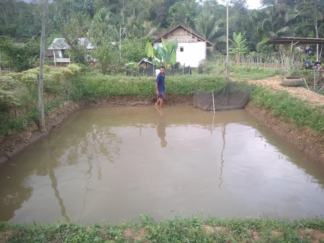 Kemarau Petani Ikan  Benahi Kolam  Budidaya Suara Banyumas