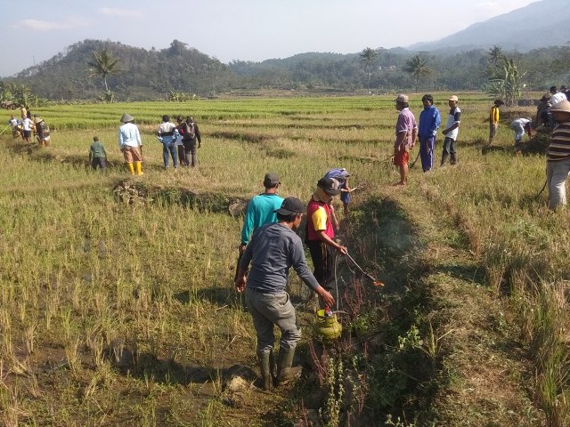 GROPYOKAN TIKUS: Petani dan warga menggropyok tikus di areal persawahan di Desa Kranggan, Kecamatan Pekuncen pekan lalu.