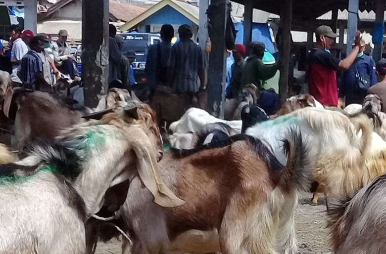 JUAL KAMBING: Sejumlah pedagang menjual kambing di Pasar Desa Karangpucung Kecamatan Karangpucung Kabupaten Cilacap, beberapa waktu lalu.
