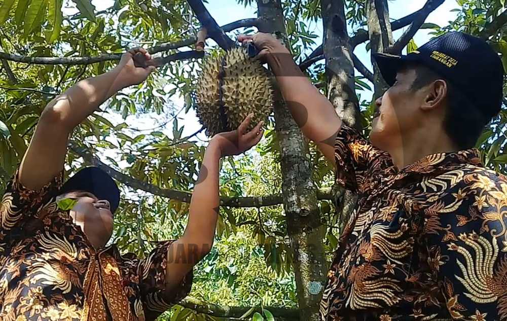 MEMETIK DURIAN: Kades dan perangkat Desa Limbangan, Kecamatan Wanareja, Kabupaten Cilacap memetik durian di Dusun Nangkapeusar, Kamis (23/1). SM/Teguh Hidayat Akbar-52
