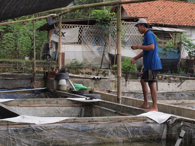 PERIKSA AIR:Arif Widianto, pembudidaya ikan lele saat memeriksa kelancaran air di kolam budidaya ikan lele di Desa Panembangan, Cilongok beberapa waktu lalu.