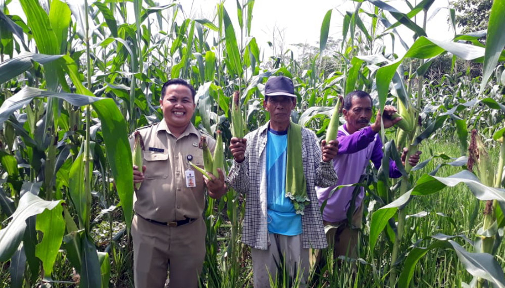 CEK TANAMAN: Penyuluh Pertanian Kecamatan Karangpucung, Kabupaten Cilacap mengecek tanaman jagung bersama petani di Desa Surusunda, Rabu (5/2).(SM/dok)