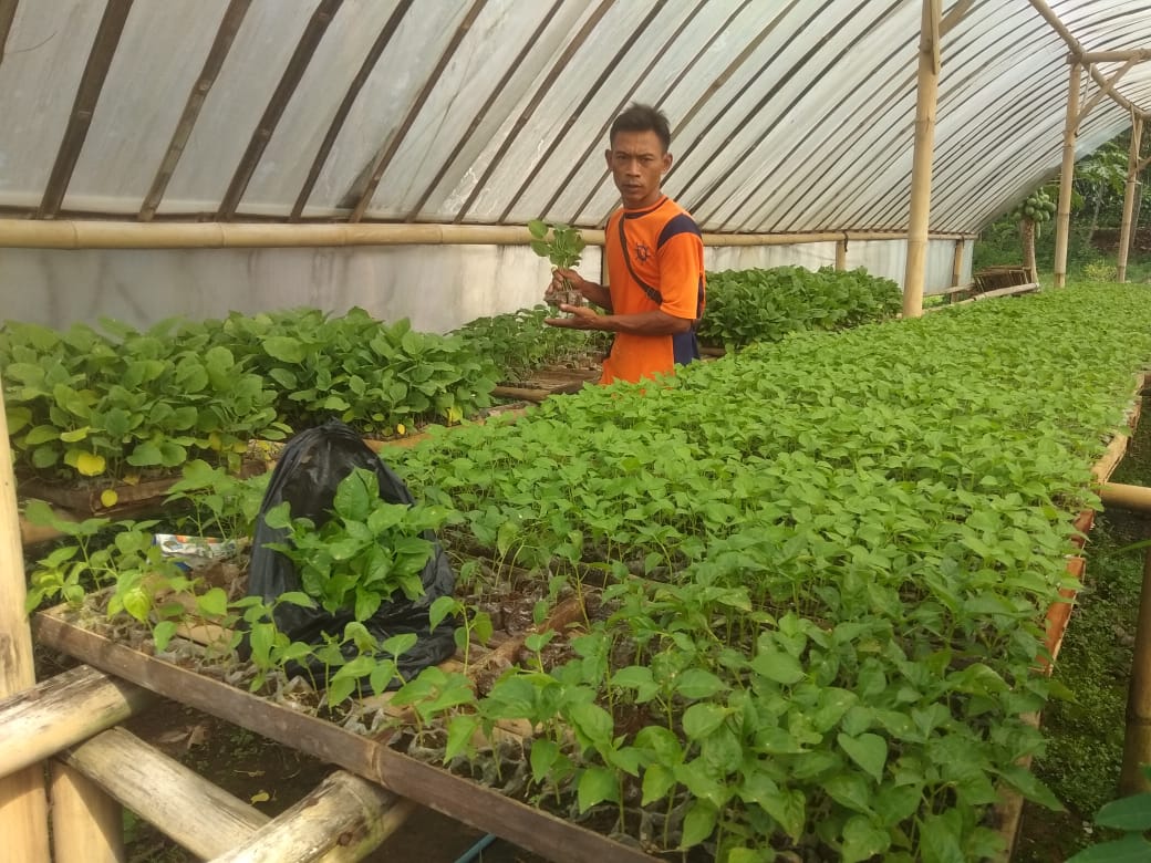 BIBIT CABAI: Pedagang bibit tanaman di Losari, Ajibarang menata bibit tanaman cabai di lokasi penjualan bibit di jalan Ajibarang Purwokerto kemarin.