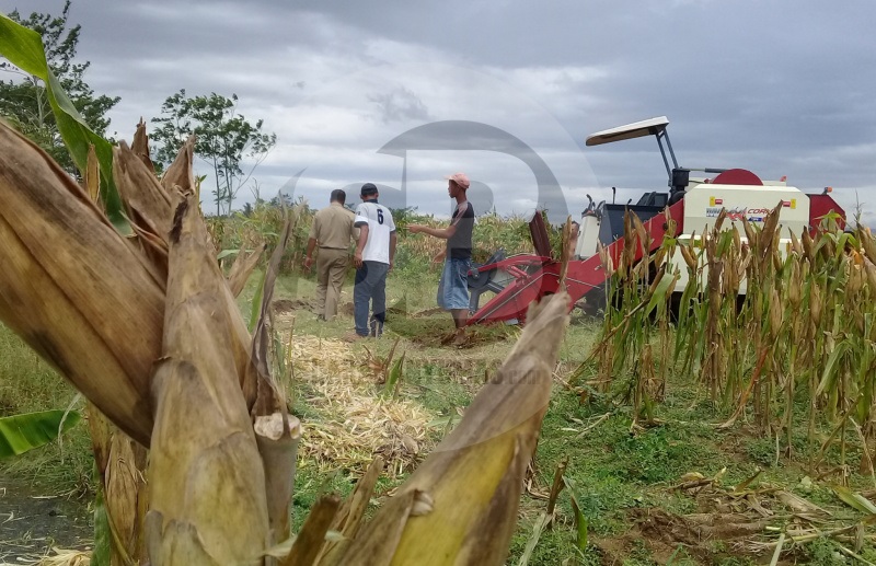 PANEN JAGUNG: Panen agung di Desa Karangreja, Kecamatan Cimanggu, Kabupaten Cilacap menggunakan mesin, baru-baru ini. Mesin pemanen itu merupakan fasilitas pinjam pakai dari Dinas Pertanian Kabupaten Cilacap.(SM/Teguh Hidayat Akbar-52)