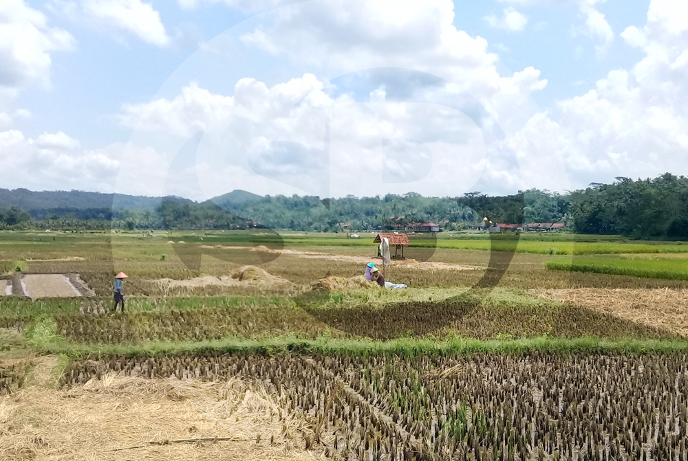 MENANEN PADI: Sejumlah petani memanen padi di batas Kecamatan Karangpucung dan Gandrungmangu, Kabupaten Cilacap, baru-bari ini. (SM/Teguh Hidayat Akbar-60)