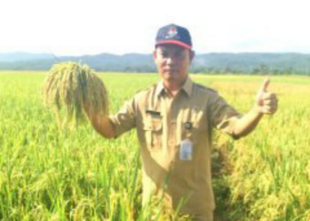 PANEN PADI: Petugas penyuluh pertanian memanen padi di Kecamatan Wanareja, Kabupaten Cilacap, baru-baru ini. (Dokumentasi)