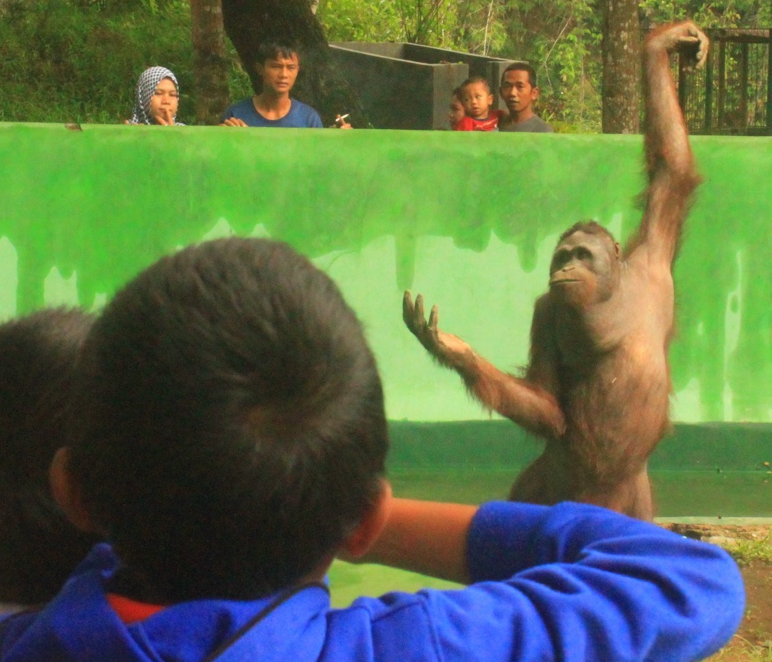 ORANG UTAN : Sejumlah pengunjung sedang menyaksikan orang utan koleksi TRMS Banjarnegara beberapa waktu lalu sebelum kebun binatang tersebut ditutup karena wabah Covid-19. (SB/Castro Suwito)