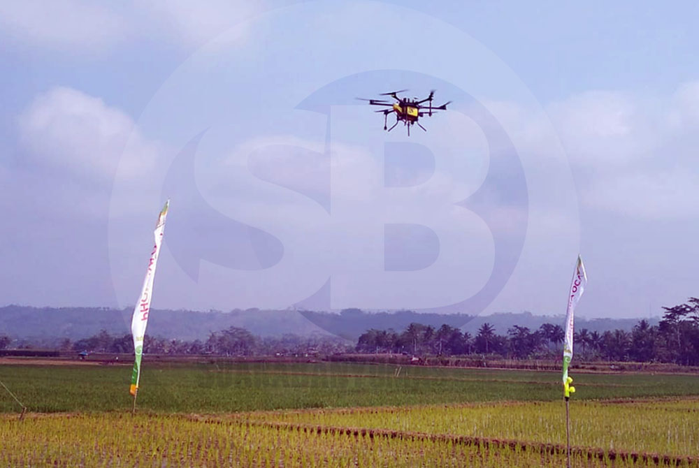 DRONE PENYEMPROT PUPUK: Sebuah drone menyemprotkan pupuk cair di lahan pertanian 
Desa Gumiwang Kecamatan Purwanegara untuk mempercepat proses pemupukan tanaman. (SB/Castro Suwito-2)