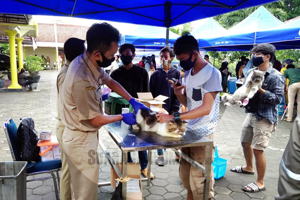 Anjing Konsumsi Berisiko Tularkan Penyakit Rabies - Suara Banyumas