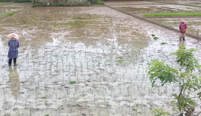 MENANAM PADI: Sejumlah petani menanam padi di Desa Wringinharjo, Kecamatan Gandrungmangu, Kabupaten Cilacap. (SB/Akbar Teha)