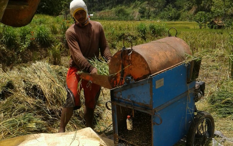 Panen Padi Ranteban di Cilacap Menggembirakan